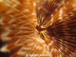 Inside a tube worm - Seraya Bali  taken with Canon S90 Co... by Spencer Burrows 